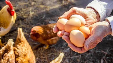 Sabes por qué los huevos son blancos o marrones La calidad