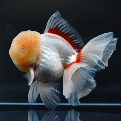 Jual Ikan Mas Koki Oranda Rosetail Oranda Red White Rosetail Mas