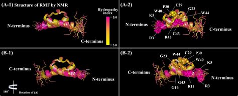 Frontiers Functional Sites Of Ribosome Modulation Factor Rmf