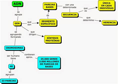 Replicacion Del Adn Mapa Mental Images The Best Porn Website