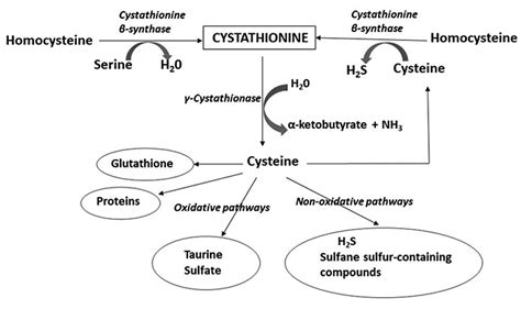 Cystathionine Promotes The Proliferation Of Human Astrocytoma U373