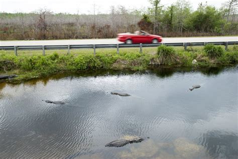 Florida S Swamp Stock Photo Image Of Water Wood Tropical 14075628