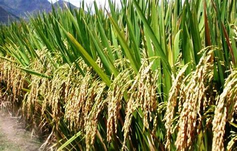 High Yielding Rice Variety With Limited Water Needs