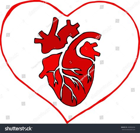 Anatomical Heart Vector Illustration Anatomical Heart Stock Vector