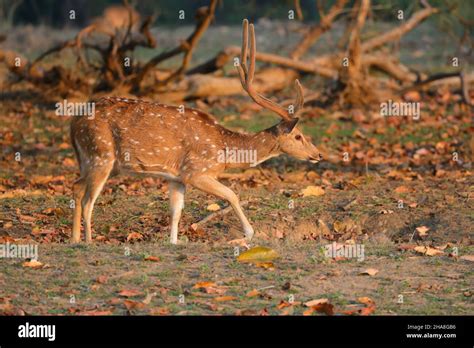 A Chital Or Spotted Deer Stag Axis Axis In Kanha National Park