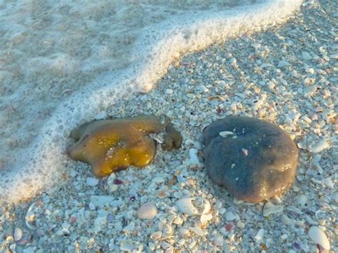 Sea Pork On The Beach Not Tar Balls | I Love Shelling