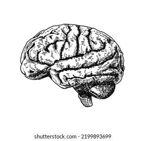 Human Brain Vector Hand Drawn Sketch Stock Vector Royalty Free