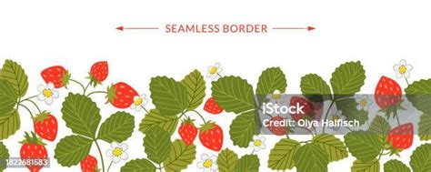 Strawberry Vector Seamless Border Sweet Red Berries White Flowers