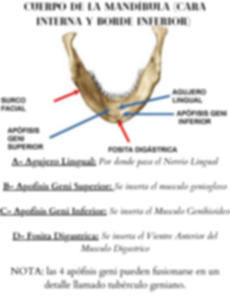 Solution Hueso Mandibular Reparos Anatomicos Constitucion Y Elementos