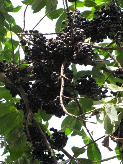 Our Philippine Trees Its Lipote Season Once More