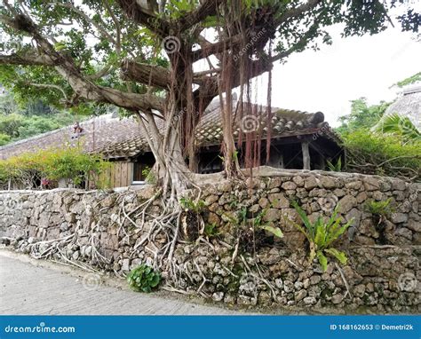 Banyan Trees Of Okinawa 02 Stock Image Image Of Traditional Banyan