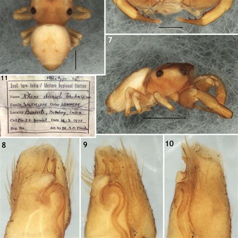 Somatic Morphology And Copulatory Organs Of Rhene Flavigera C L Koch