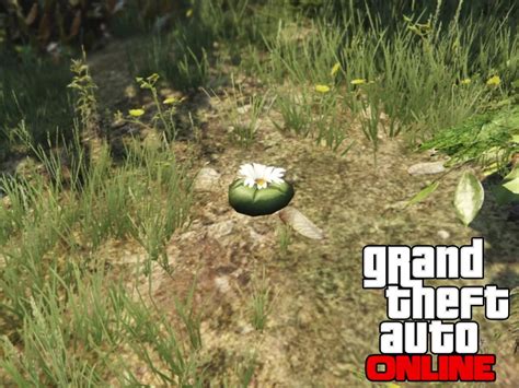 All 76 Peyote Plants Locations In Gta Online In 2023