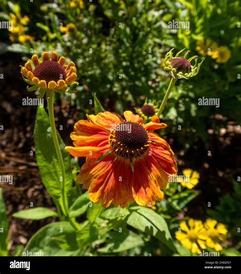helenium carmen vivid orange yellow autumn flower   hot garden