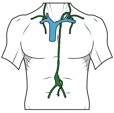 Lymphatic Trunks Diagram Quizlet