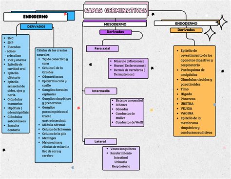 Mapa Conceptual De Las Capas Germinativas Endodermo Derivados Para