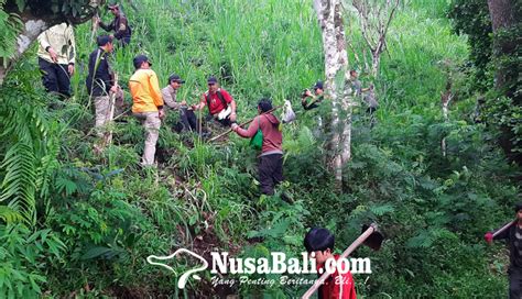 Nusabali Kph Bali Timur Tanam Pohon Nangi