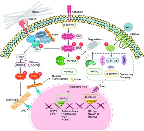 Nuclear Deformation And Yap Translocation A The Mechanism Of How