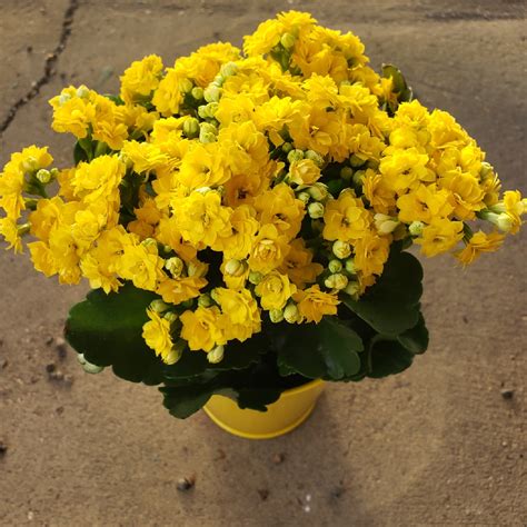 Kalanchoe Blossfeldiana Yellow Kalanchoe Calandiva In Gardentags