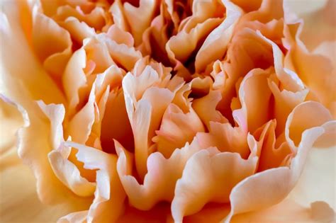 Premium Photo Orange Crinkly Carnation