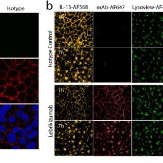 Lebrikizumab/IL-13 complex binding, internalization and co-localization ...