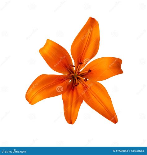 Lilium Lily Flower Orange Color Isolated On White Clipping Path