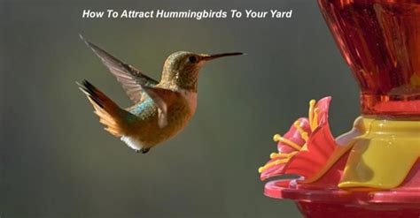 How To Attract Hummingbirds To Your Yard