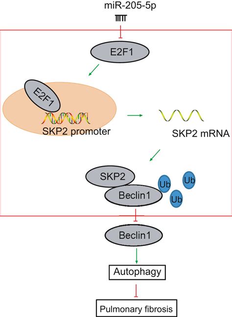 Microrna P Targets E F To Promote Autophagy And Inhibit Pulmonary