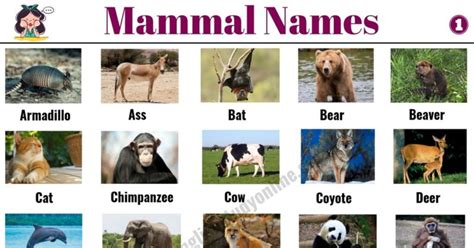 List Of Mammals 50 Popular Mammal Names With Examples And Esl