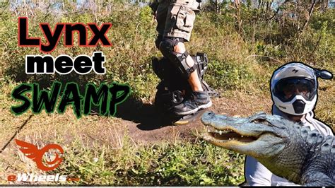 Can The Lynx Survive The Swamp Youtube