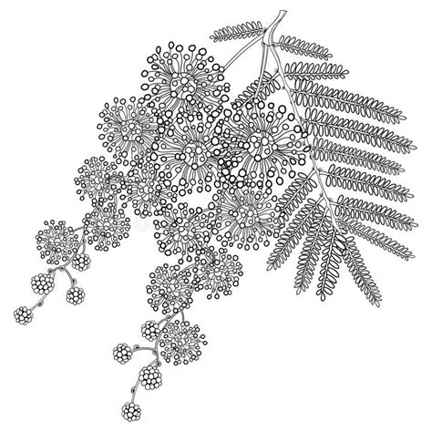 含羞草 图库插画、矢量和剪贴画 8052 图库插画