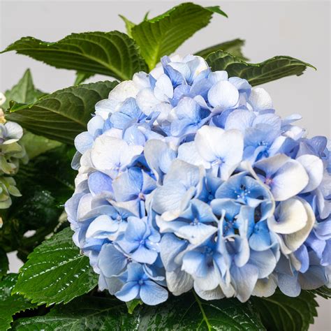 Nikko Blue Hydrangea For Sale Buy Hydrangeas Online Perfect Plants