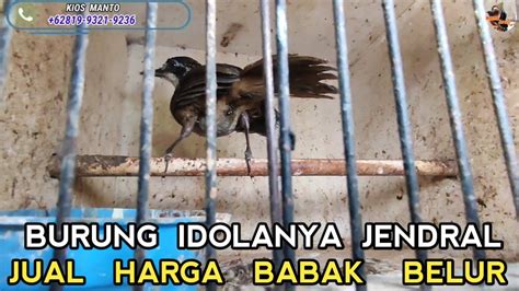 Tau Begini Rawat Dari Dulu Burung Idolanya Jendral Murai Batu Tewas