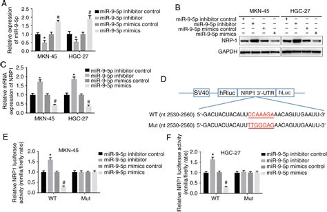 Figure 1 From Microrna 9 Inhibits Gastric Cancer Cell Proliferation And