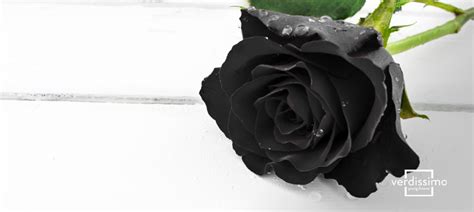 The meaning of the black rose - Verdissimo