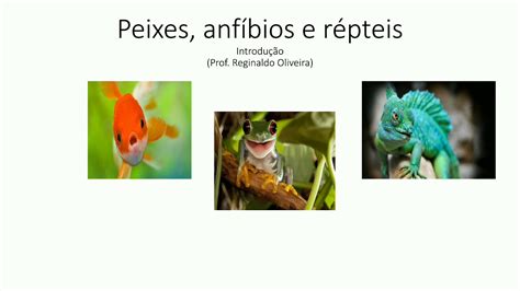 Peixes Anfíbios E Répteis Nível 7° Ano Introdução Youtube