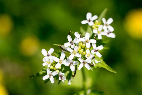 Ontario Wildflowers
