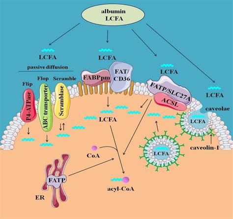 Cellular Uptake Metabolism And Sensing Of Long Chain Fatty Acids