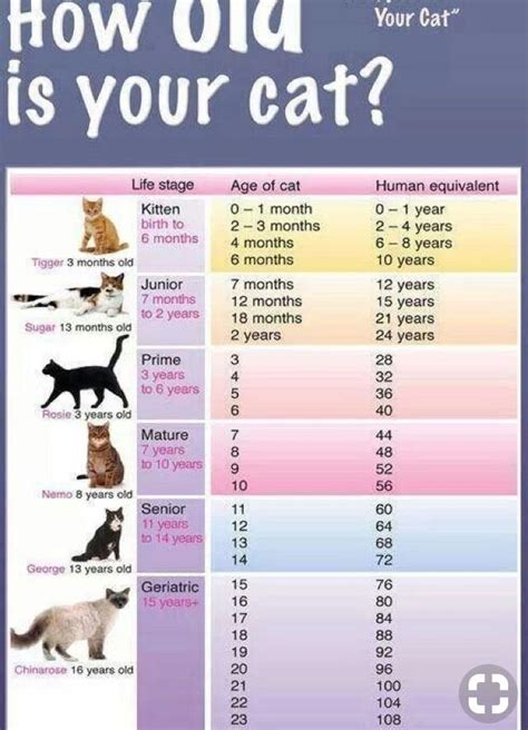 A Guide To Your Cats Age R Coolguides