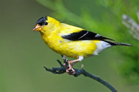 Top 25 Birds Of Minnesota With Pictures Camping Fun Zone