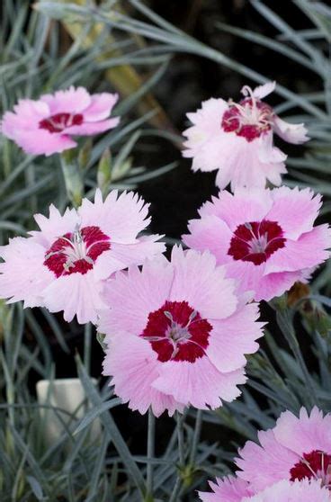 Dianthus Hardy Carnation Our Plants Kaw Valley Greenhouses