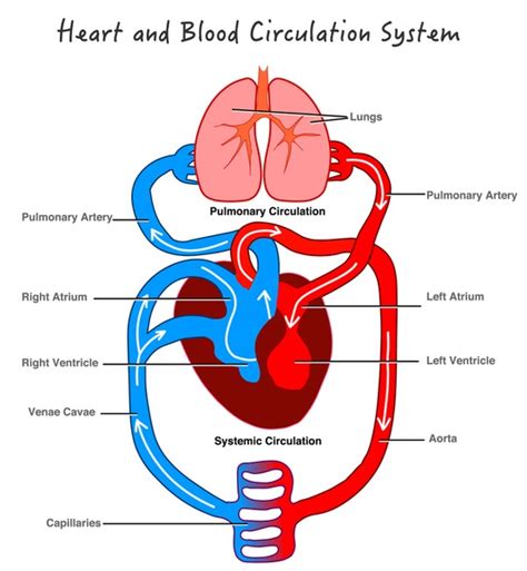 1593 Circulatory System Drawing Royalty Free Photos And Stock Images