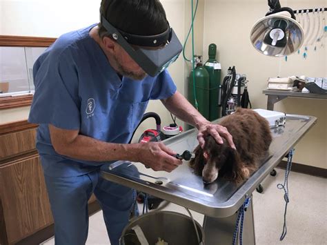 Veterinary Services In Normal And Bloomington Il Brunswick Animal Hospital