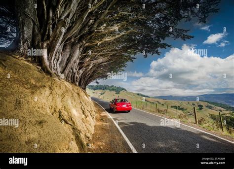 Avenue Of Marcrocarpa Trees Cupressus Macrocarpa Highcliff Road