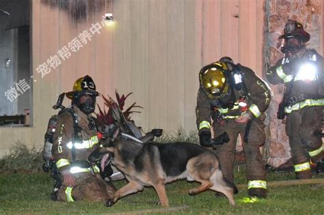 德國牧羊犬逃出大火後，竟帶領消防員再次沖入火場救出2位小主人 每日頭條