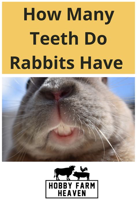 How Many Teeth Do Rabbits Have · Hobby Farm Heaven