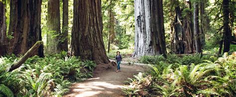 Tall Trees Grove Trail Redwood National Park — Flying Dawn Marie