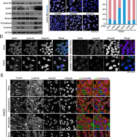 Schematics For The Molecular Events Of The Nuclear Deformation Induced