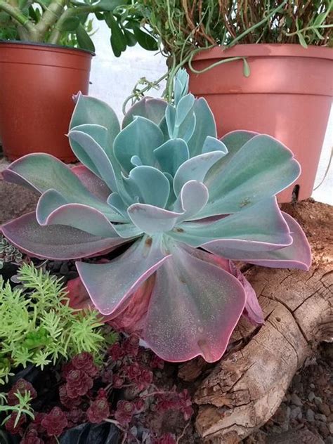 19 Biggest Echeveria Varieties For Your Succulent Garden