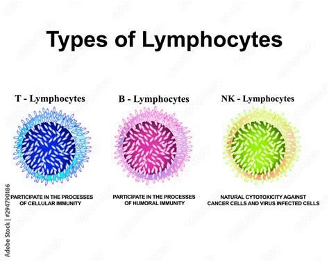 Types Of Lymphocytes T Lymphocytes B Lymphocytes NK Lymphocytes